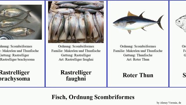 Fisch, Ordnung Scombriformes fish und brama chinensis maculatus cinereus pacificus guttatus ovalis смотреть онлайн