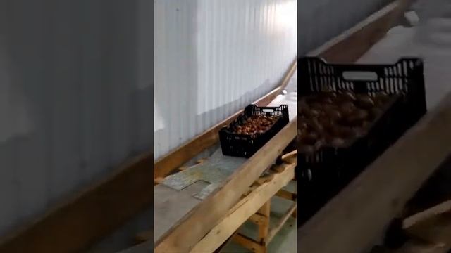 Разгрузка луковиц тюльпанов смотреть онлайн