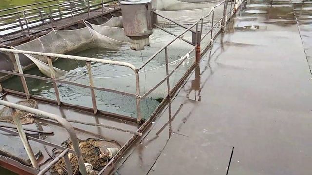 Африканский сом. Итоги выращивания в садках. смотреть онлайн