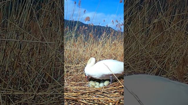 Лебедь на гнезде, много яиц! Swan on the nest #shorts смотреть онлайн