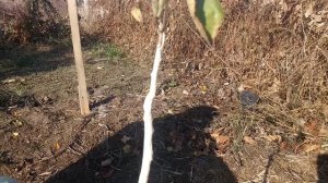 Можно ли белить молодое плодовое дерево?