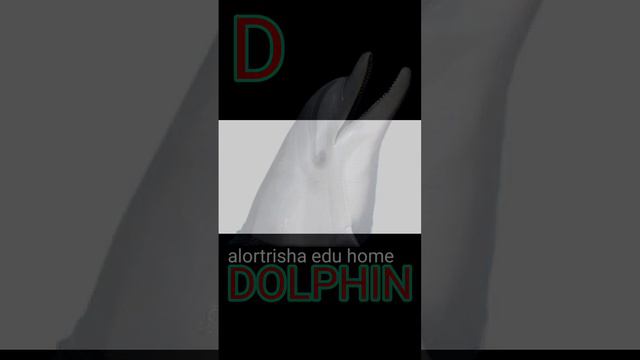 D FOR DOG, D FOR DOLPHIN, D FOR DEER WITH VIDEO. смотреть онлайн