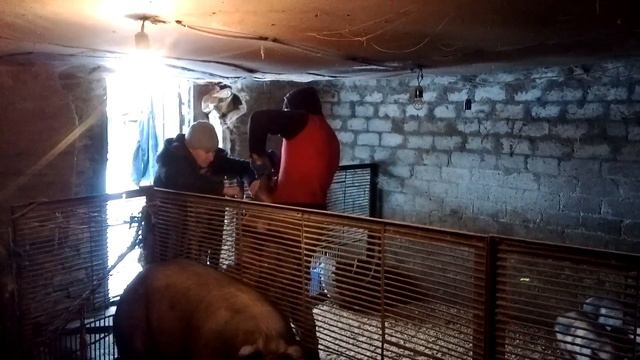 Всі тонкощі 🐖Свиноводства🐷🐖💉 Глистогонка💉💉 поросят🐖🇺🇦🇺🇦 Боротьба із запахом у свинарниках💪🇺🇦🇺🇦🇺🇦🐖🐖🐖