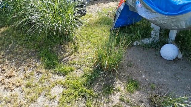 Дача в Германии! 38 часть! 31.05.2020 мы на даче, просто отдыхаем! смотреть онлайн