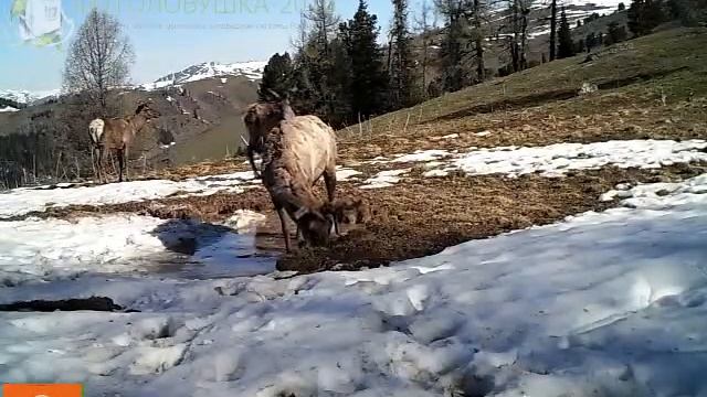 ID1108/Катунский заповедник/Копытные/Маралы.Я тут главный! смотреть онлайн