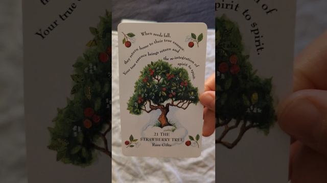 The message for November. The tree magick oracle deck. Tarot cards. Listen to the heart. Love. смотреть онлайн
