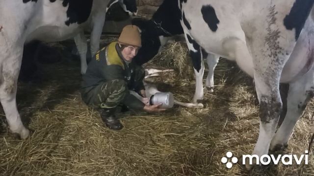 Отел коровы, тёлка гольштин. Почему занимаюсь с коровами. смотреть онлайн