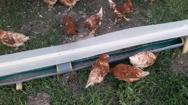 Куры первый день на пастбище! смотреть онлайн