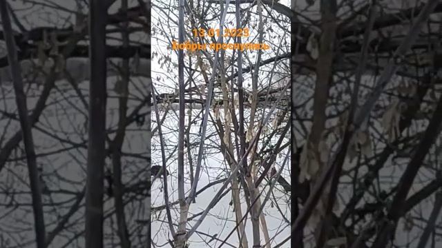 Бобер среди зимы. Зимний паводок на Оке смотреть онлайн