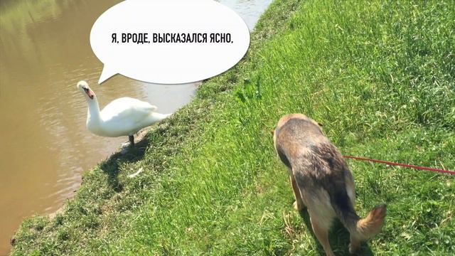 15 КОШЕК 😺 + 1 СОБАКА 🐶 В 1 ДОМЕ 🏠 - ГАНГСТА ЛЕБЕДЬ | ЛИЗА ГАВКО #4 смотреть онлайн