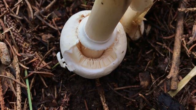 Rosablättriger Egerlingsschirmling, Leucoagaricus leucothites смотреть онлайн