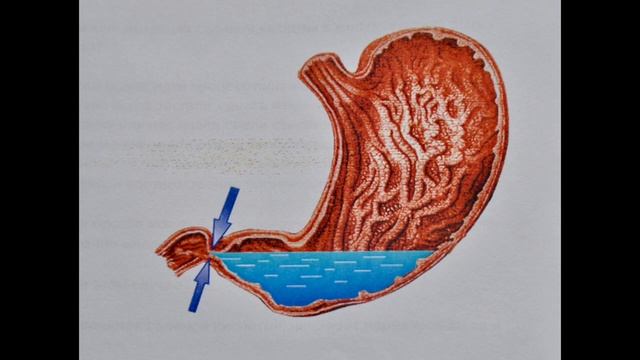 нужно ли пить тёплую воду? Сколько пить во время еды или после еды?