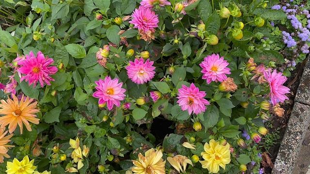 Port Sunlight. A beautiful garden of English Roses. смотреть онлайн