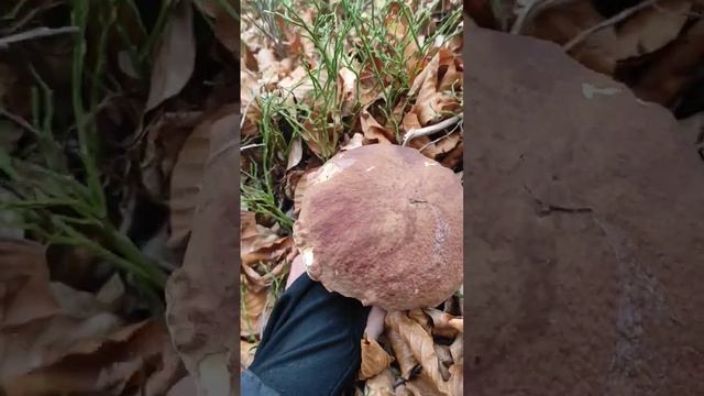 Білі гриби ? смотреть онлайн