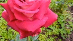 Роза "Осирия"