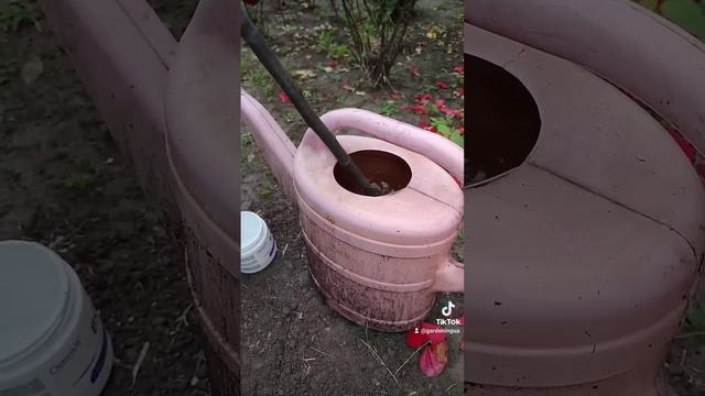 Что делать с розами после цветения Подкормка роз летом смотреть онлайн