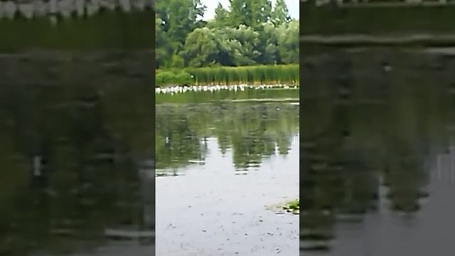 СТАЯ ЧАЕК НА ОТДЫХЕ смотреть онлайн