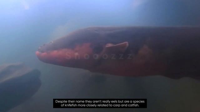Moray Eel VS Electric Eel. Who Will Win The Fight ? смотреть онлайн