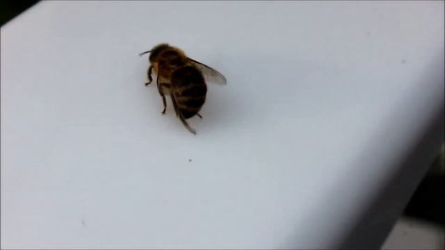 CANON EOS 600D + LENS KIT 18-55mm VIDEO TEST смотреть онлайн