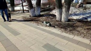 немецкая овчарка, три месяца,воспитание.mp4