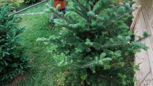 Ель Лаки Страйк, Восточная Ауреа  , пихты, кедр Гималайский.