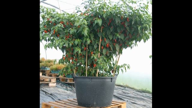 Коронный цветок перца, нужно ли его удалять? смотреть онлайн