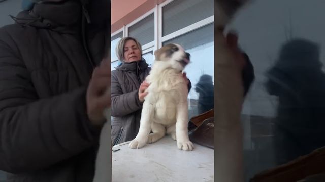 Девочка алабай Нуршат ( нужно купить щенка ) смотреть онлайн