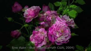 Как распускается роза Блю Иден - Blue Eden ( Carruth, США, 2004)