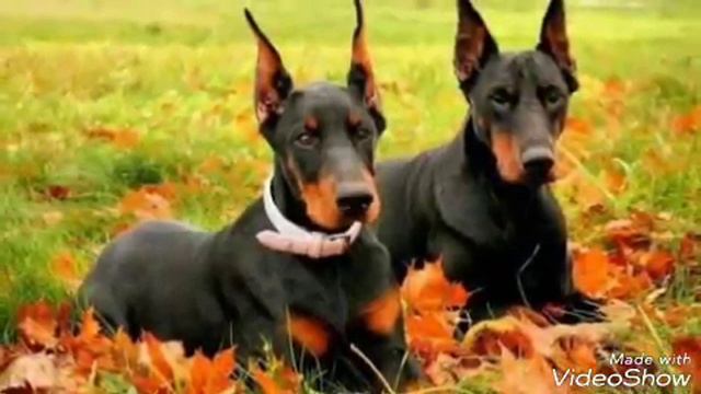 Топ 5 красивых пород смотреть онлайн