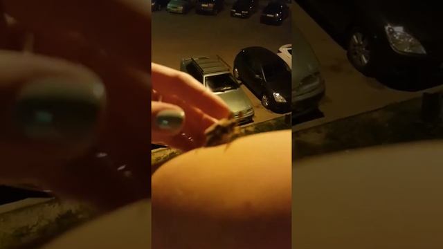 Майский жук ч1 смотреть онлайн