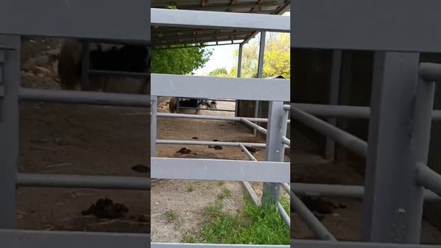 ростовский зоопарк смотреть онлайн