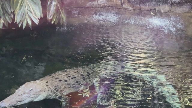 "InCruises". Мое путешествие по Австралии. Оперный театр в Сиднее и Зоопарк Taronga Zoo. Часть 1. смотреть онлайн