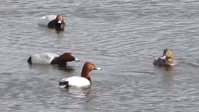 the common pochard красноголовый нырок P1000781 смотреть онлайн