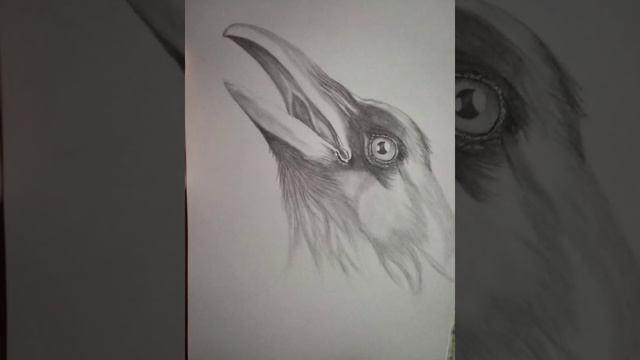 Рисую ворона. Птица карандашом. смотреть онлайн
