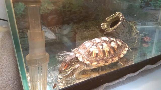 Красноухий черепах Афоня ест улиток 12.04.2018