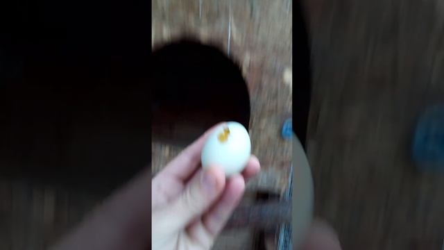 ворона#яйцо# смотреть онлайн