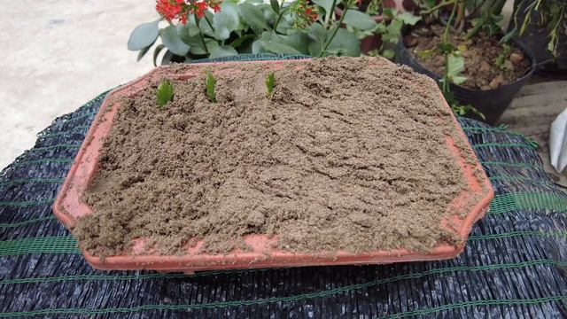 Christmas cactus propagated ideas from bananas, carrots, and garlic смотреть онлайн