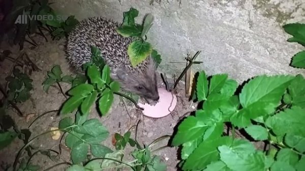 Ёжик ест колбасу. Hedgehog. AllVideo.