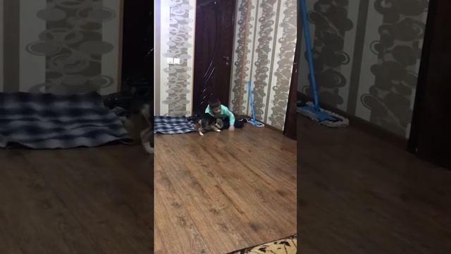 Купили Бигля ! ❤️❤️❤️ смотреть онлайн