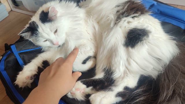 Как проводят время наши коты// Снова в Баден-Баден смотреть онлайн