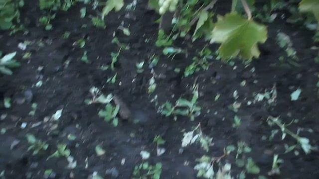 Виноград Амурский белый. Кузбасс. Сибирь.