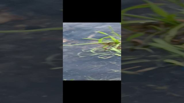 приблизилась вода к берегу река Енисей смотреть онлайн