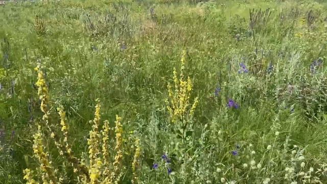 Сбор трав. Поиски зверобоя. смотреть онлайн