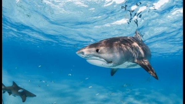 Qora dengiz haqida qiziqarli faktlar va ma'lumotlar || қизиқарли фактлар ва маълумотлар