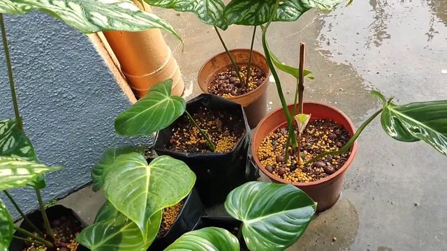 Cercestis Mirabilis 
&
Philodendron Gloriosum 📞+6019-5845920