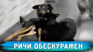 Запустили собак в котизалАлису трясет. Вилли снес Алекса Конфликт Ричи и Рея.