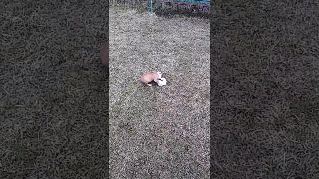 Питбуль и кролик (домашние питомцы) смотреть онлайн