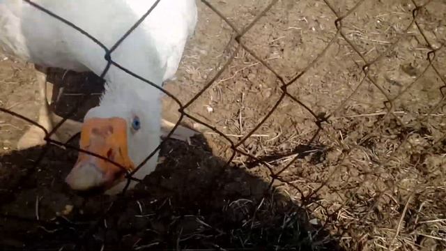 Поездка в деревню/нападение гуся ч.1
