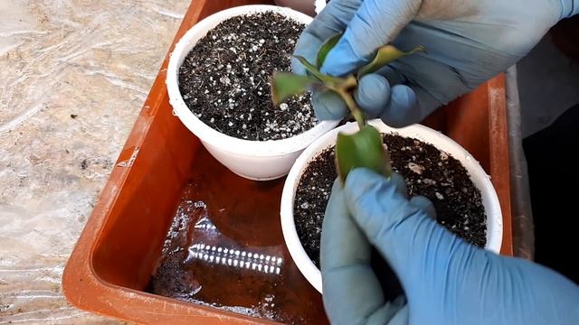 Необычная каллизия в моей коллекции. Каллизия конгеста (Callisia Congesta)