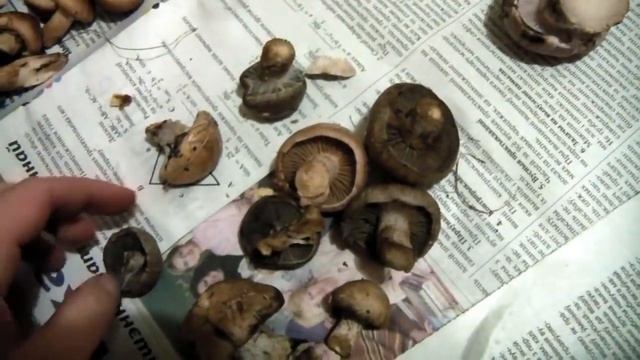 Как различать съедобные грибы смотреть онлайн